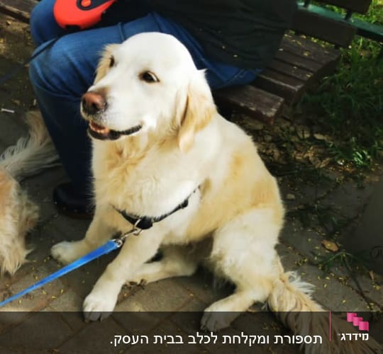 כלב יושב על מדרכה עם רצועה כחולה
